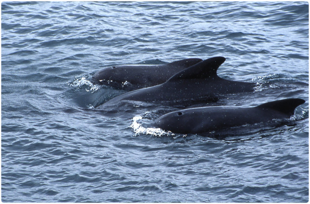 Short finned pilot whale