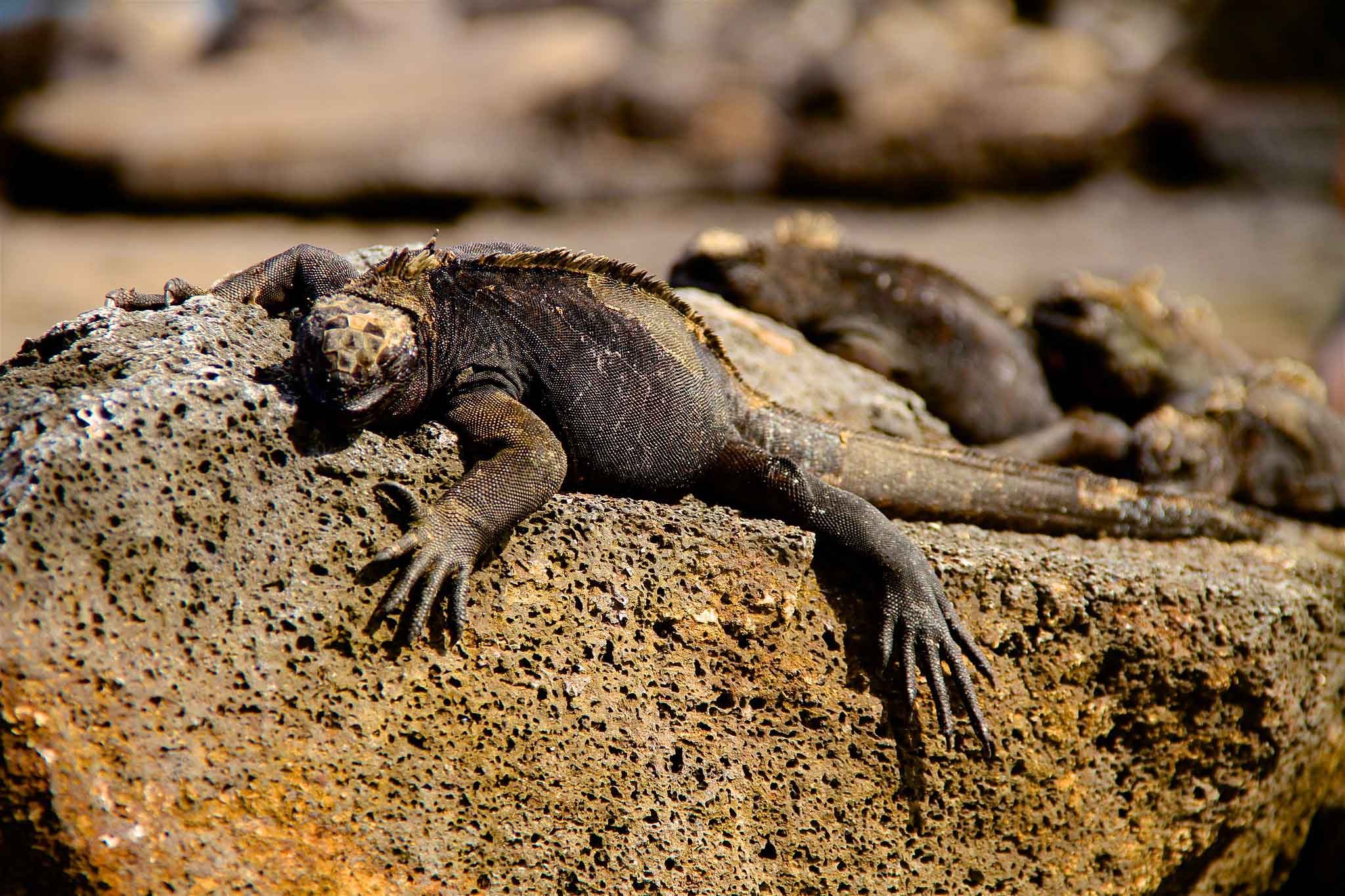 Galapagos Sombrero chino Island