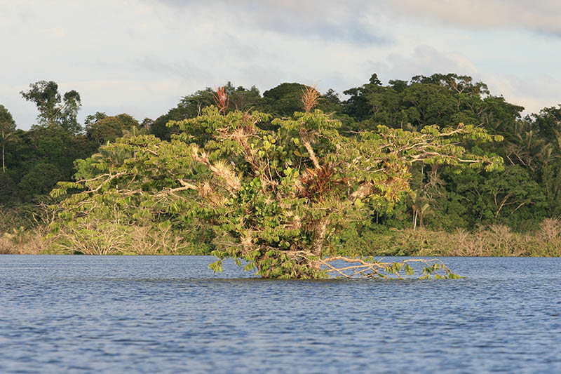 Cuyabeno National Park