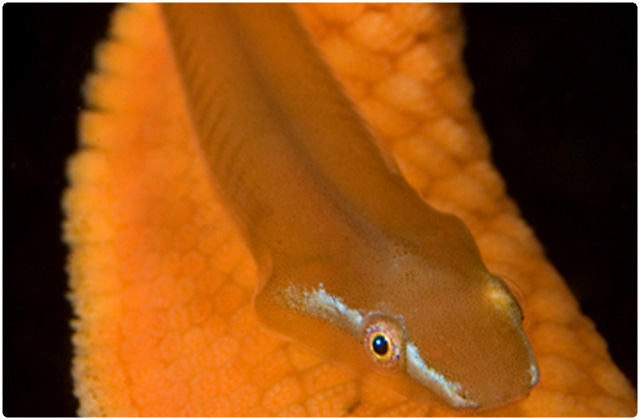 Galapagos clingfish