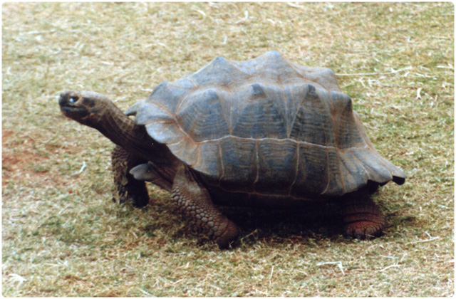 Volcan Darwin Tortoise