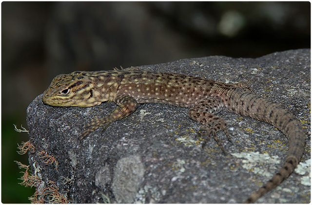 Lava lizard duncanensis