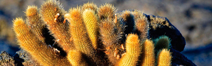 Candelabra Cactus (Jasminocereus Thouarsii)