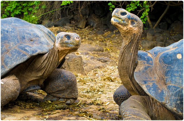 Santa Cruz Galapagos Tortoise