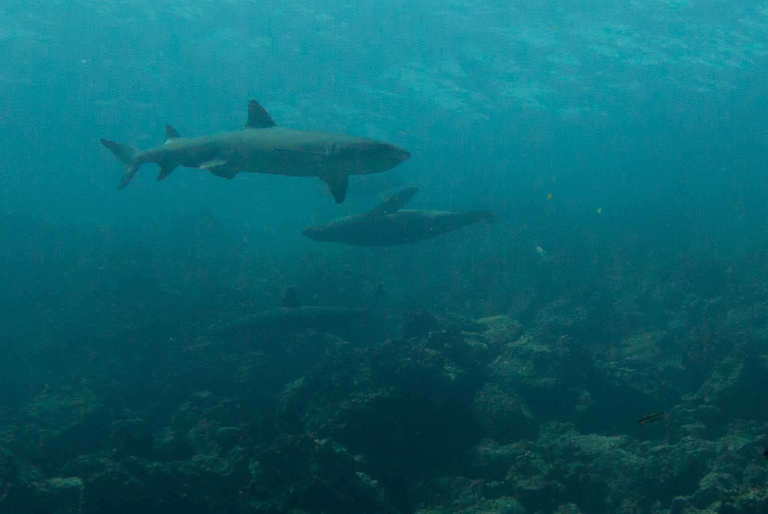 Galapagos shark