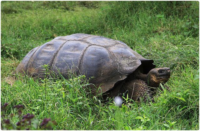 San Cristóbal Tortoise