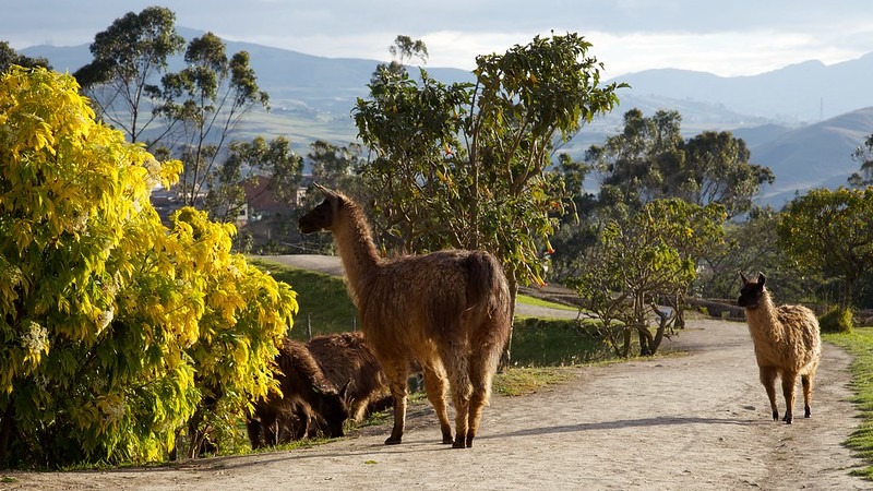 Llama treking