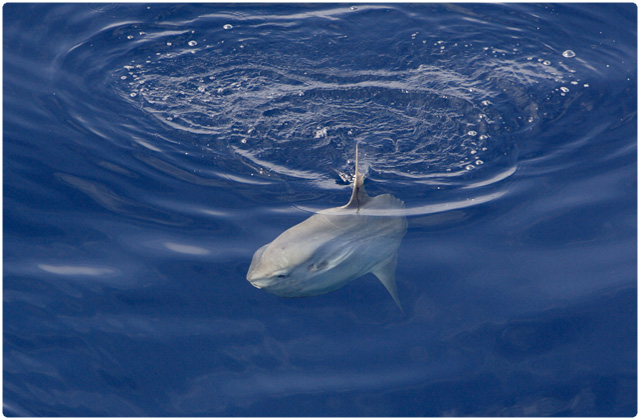 'Lesser Beaked Whale