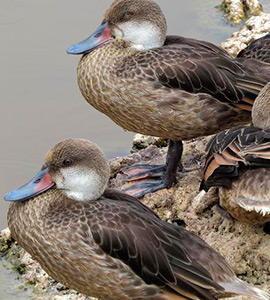 Blue-winged teal duck
