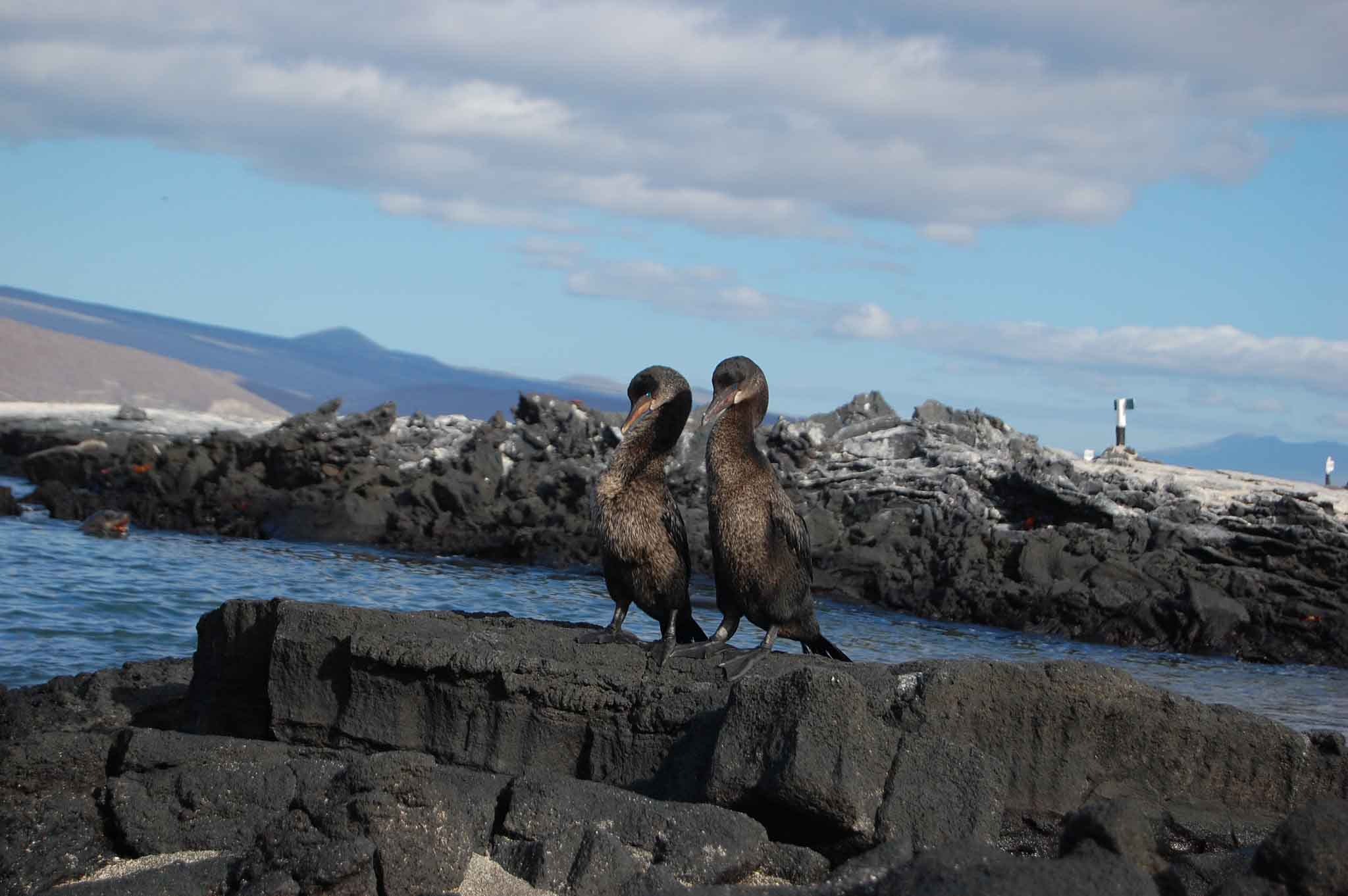 Galapagos Fernandina Island