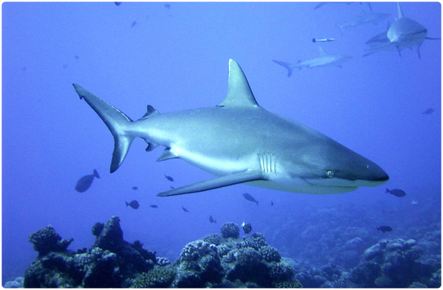 Black tipped shark