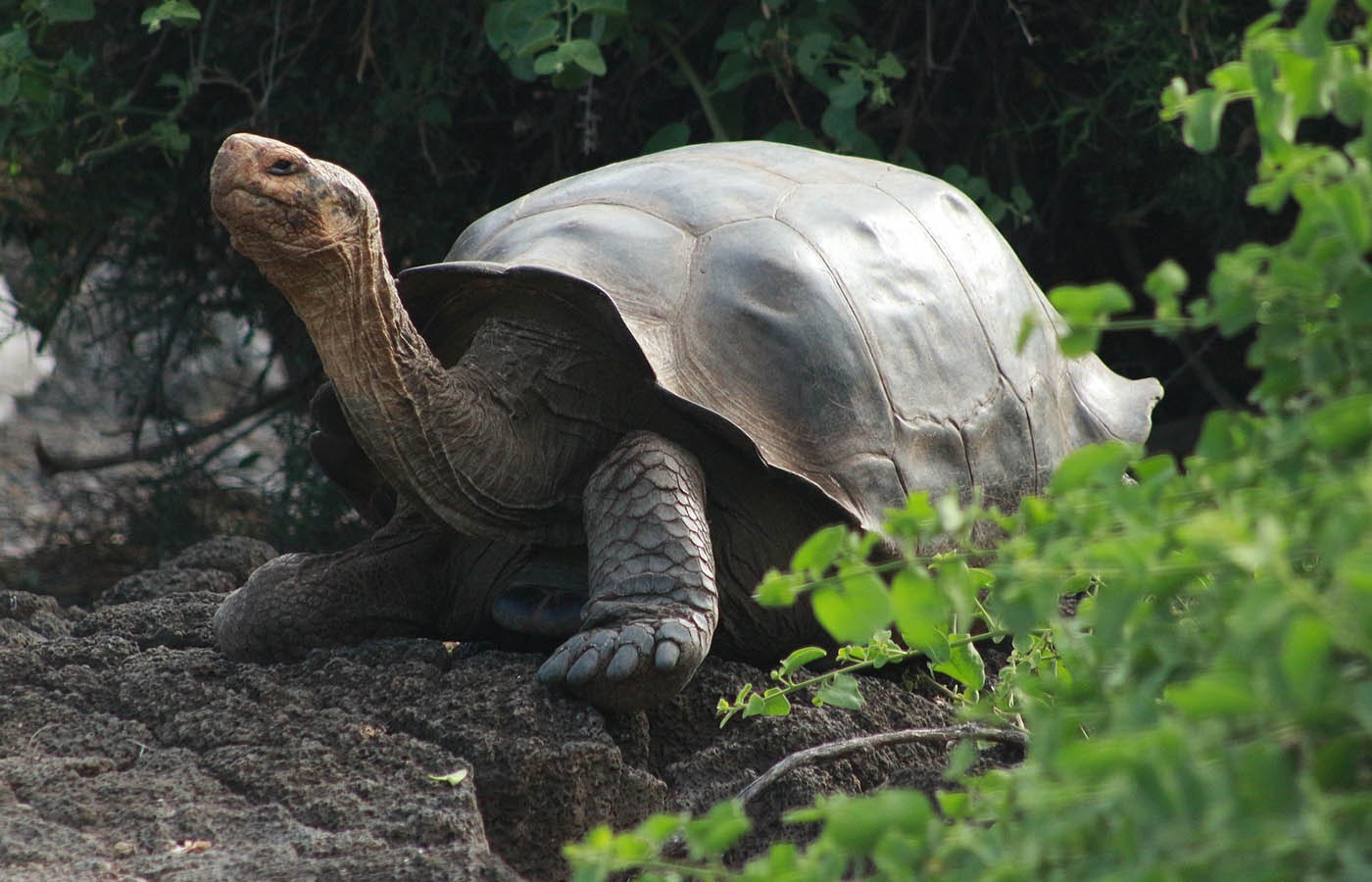 Galapagos National Park