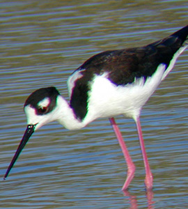 Common stilt