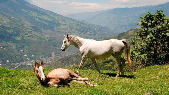 Horseback riding | Hacienda Manteles