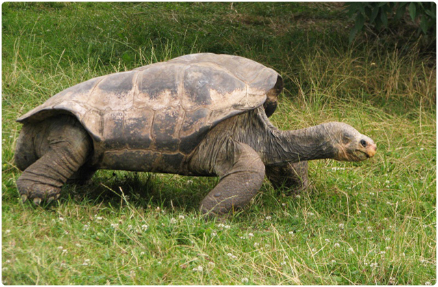 Pinzon Galapagos Tortoise