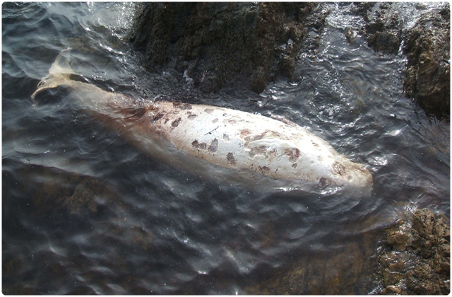 Pygmy sperm whale