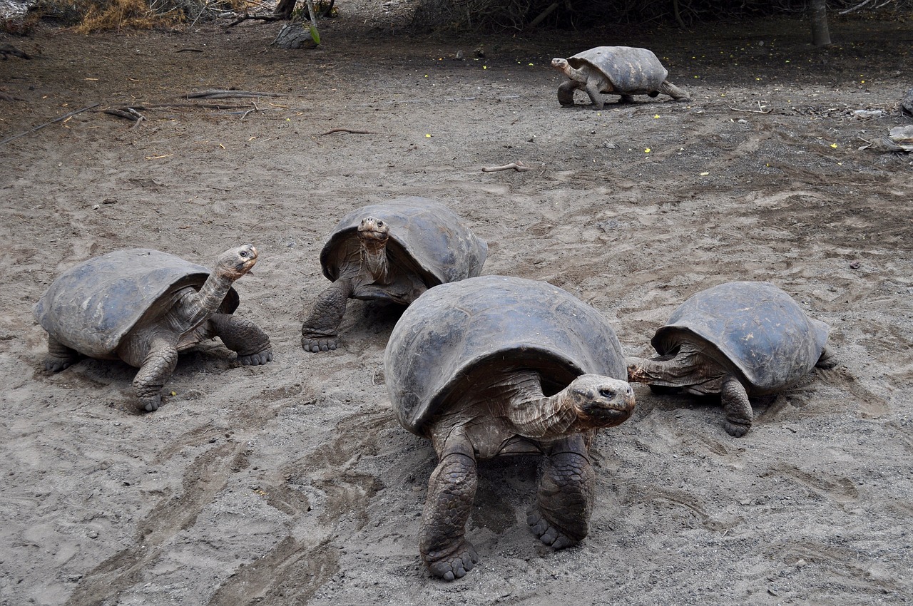 Galapagos turtles