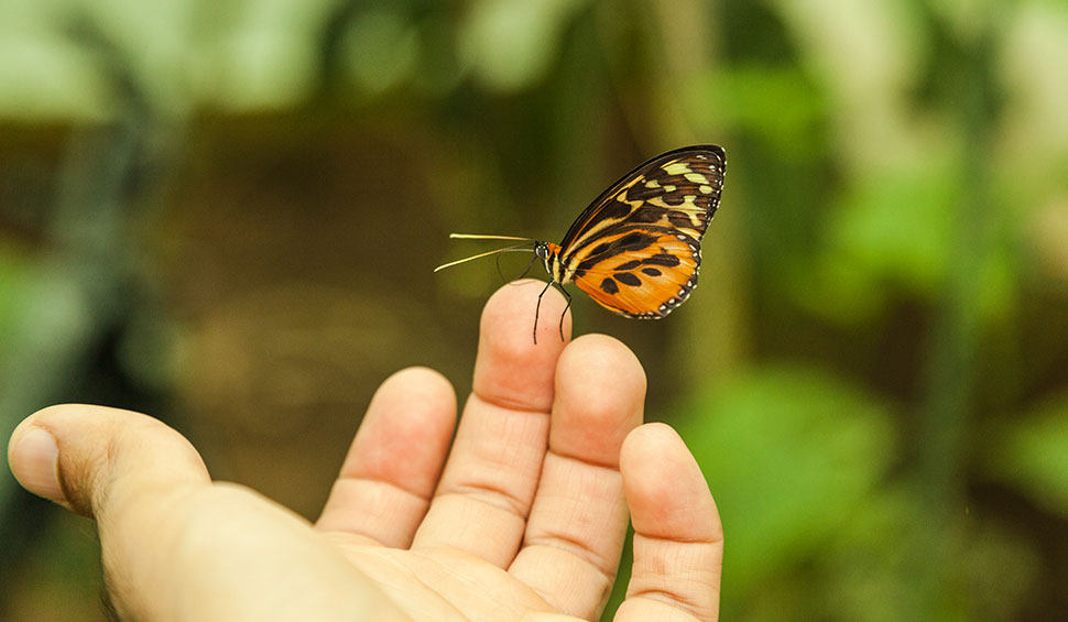 Butterfly Farm | La Selva Jungle lodge