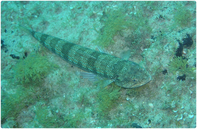 Lizardfish