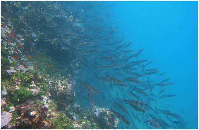 Galapagos mullet