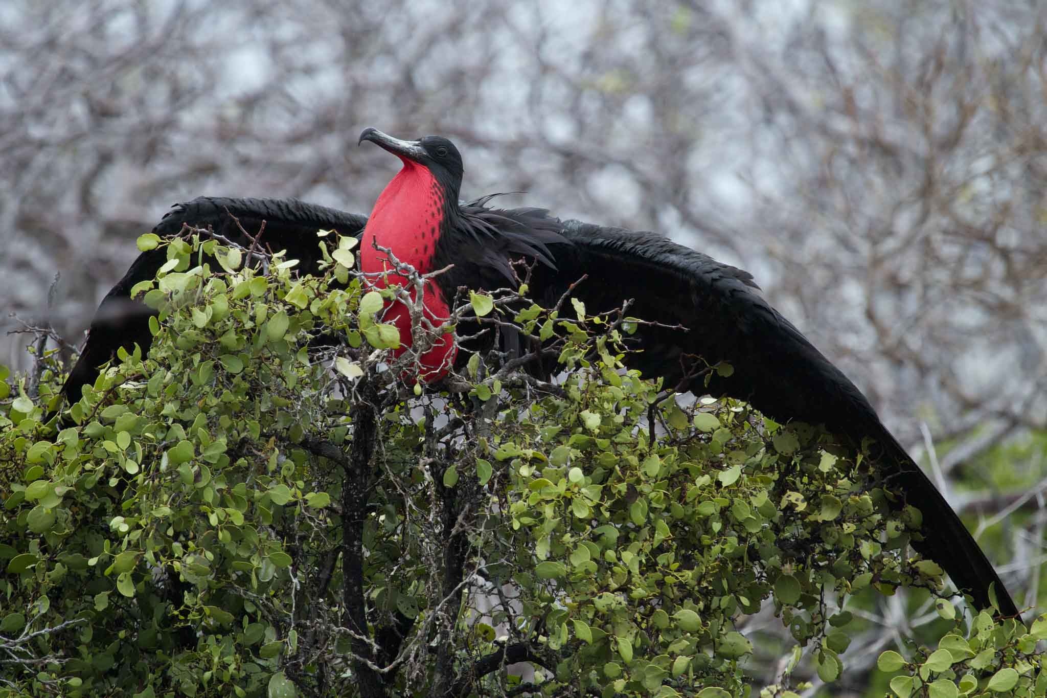 Galapagos Seymour norte Island