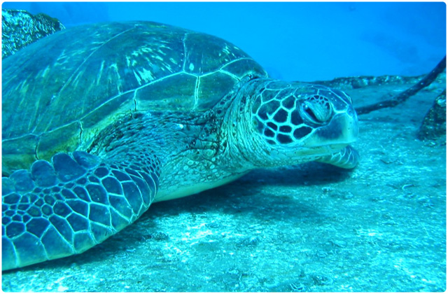 Leatherback turtle