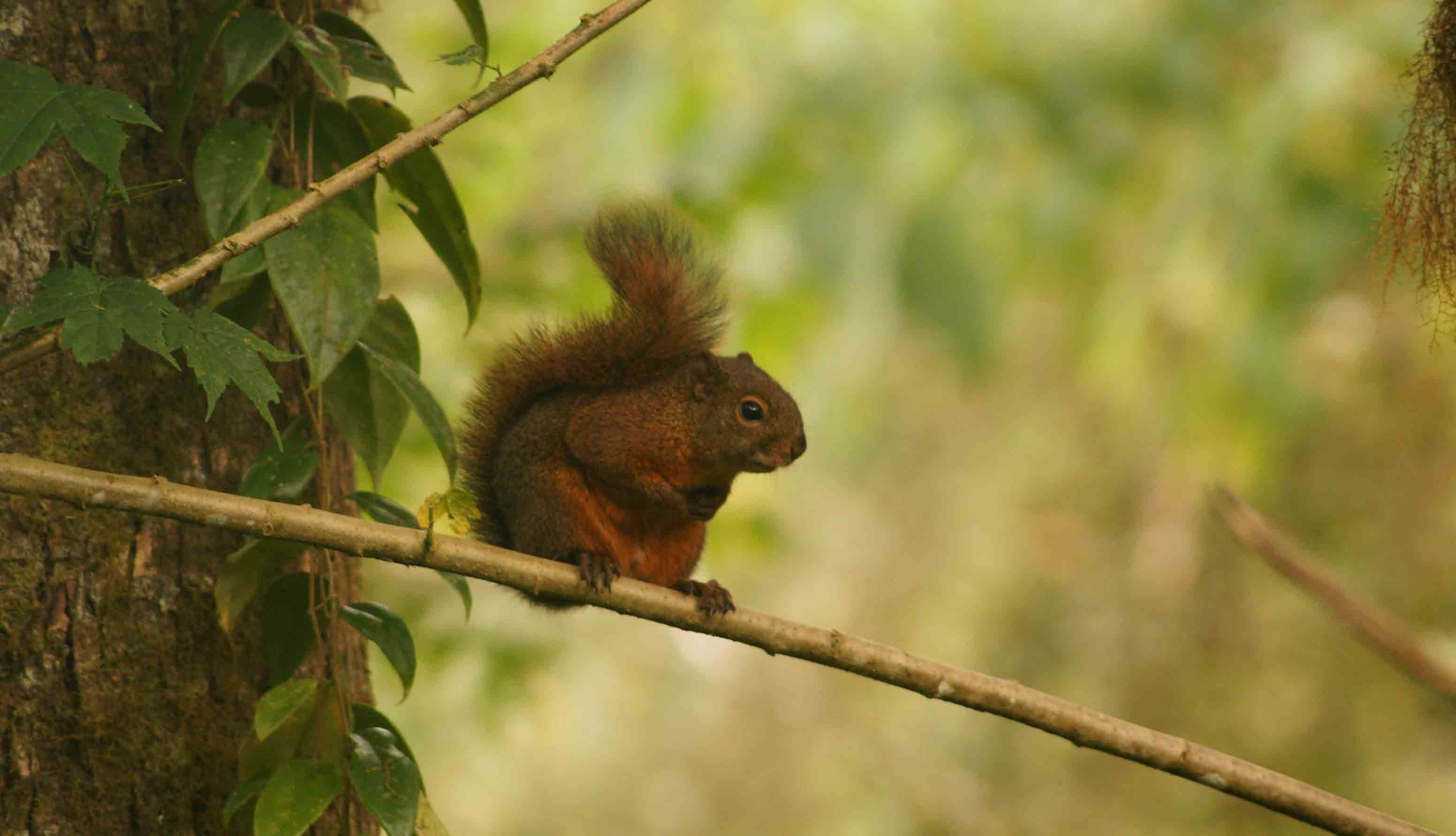 Rainforest tours