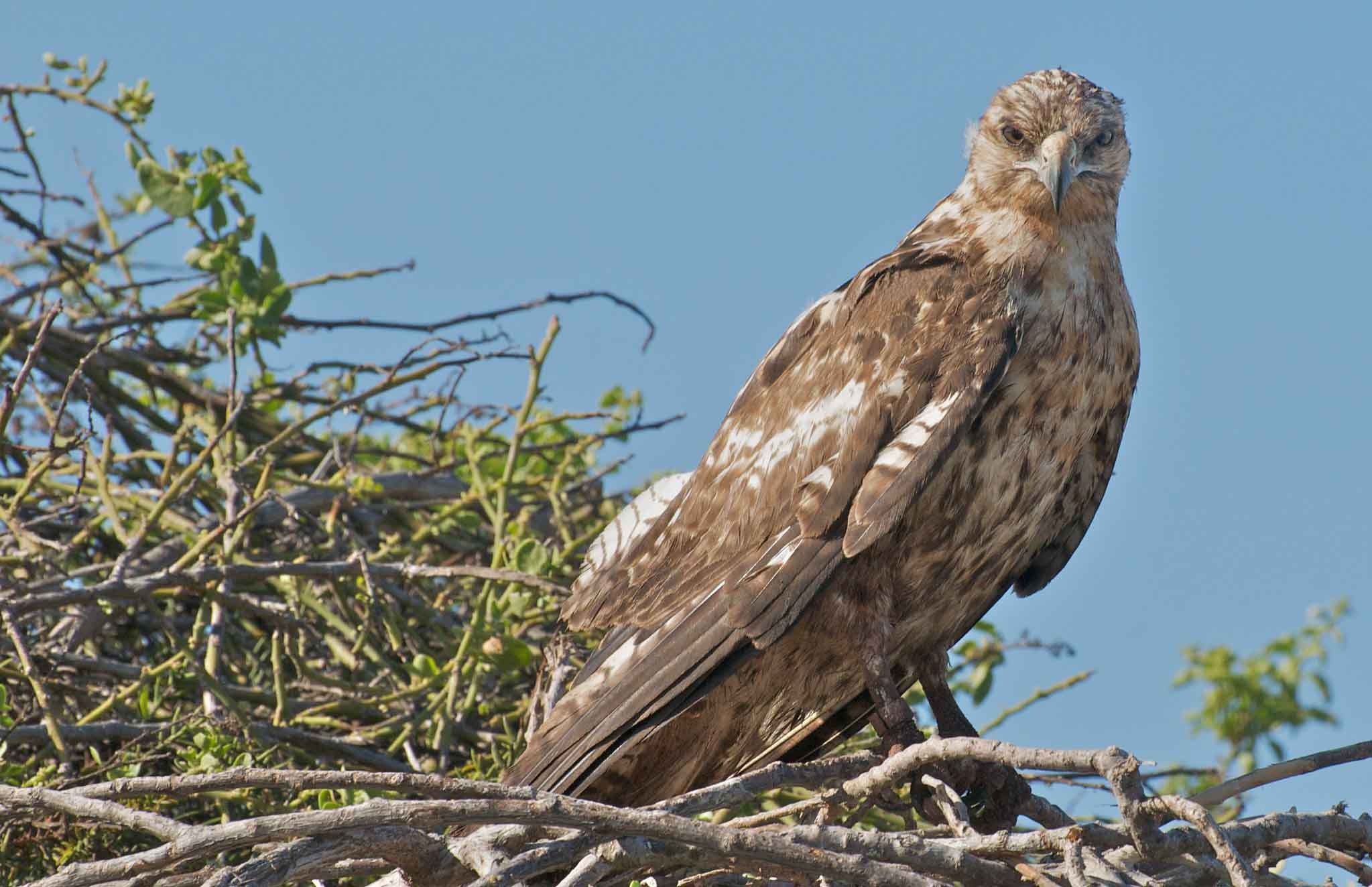 Galapagos Santa Fe Island