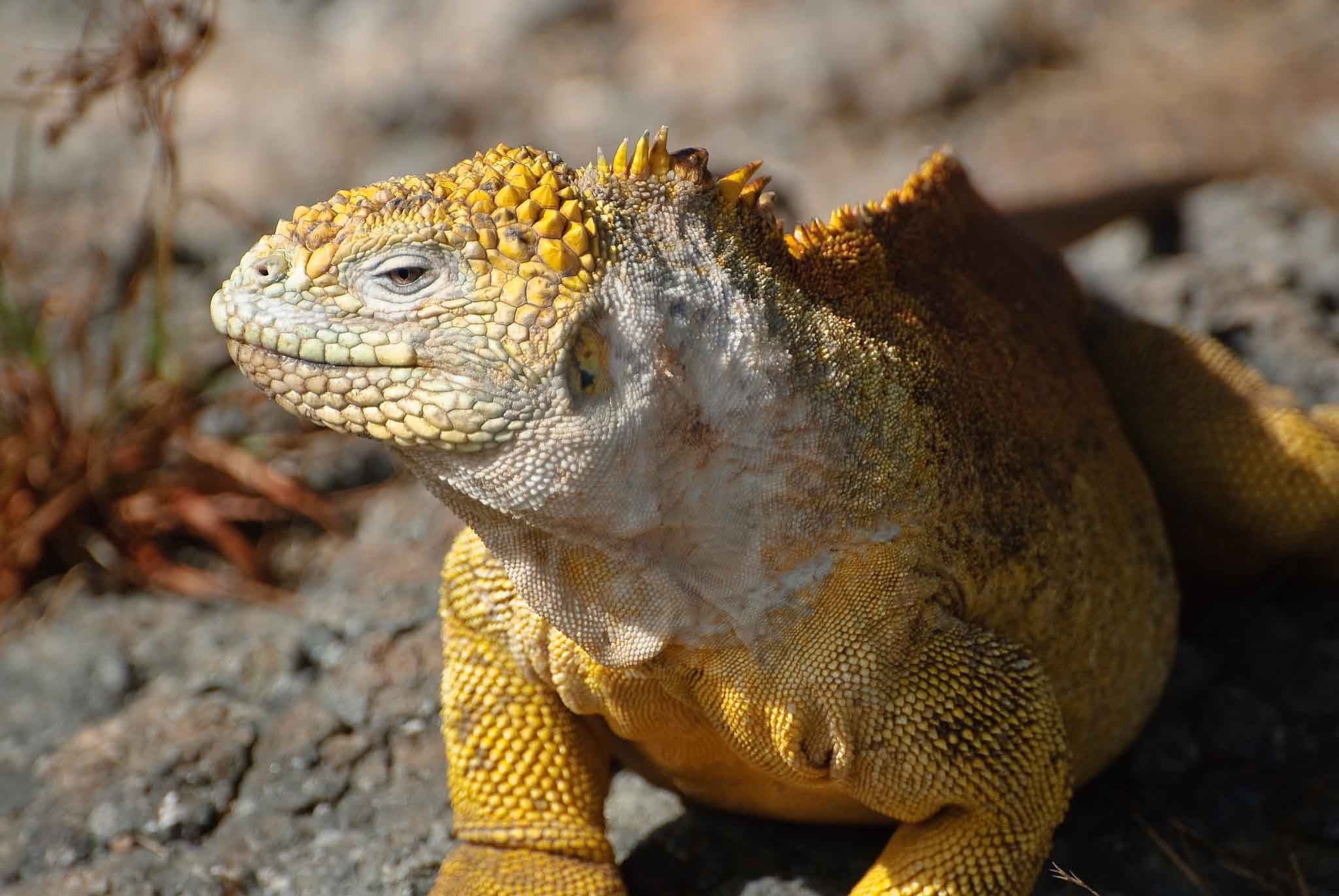 Galapagos Islas Plaza Island