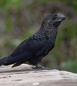 Galapagos wildlife