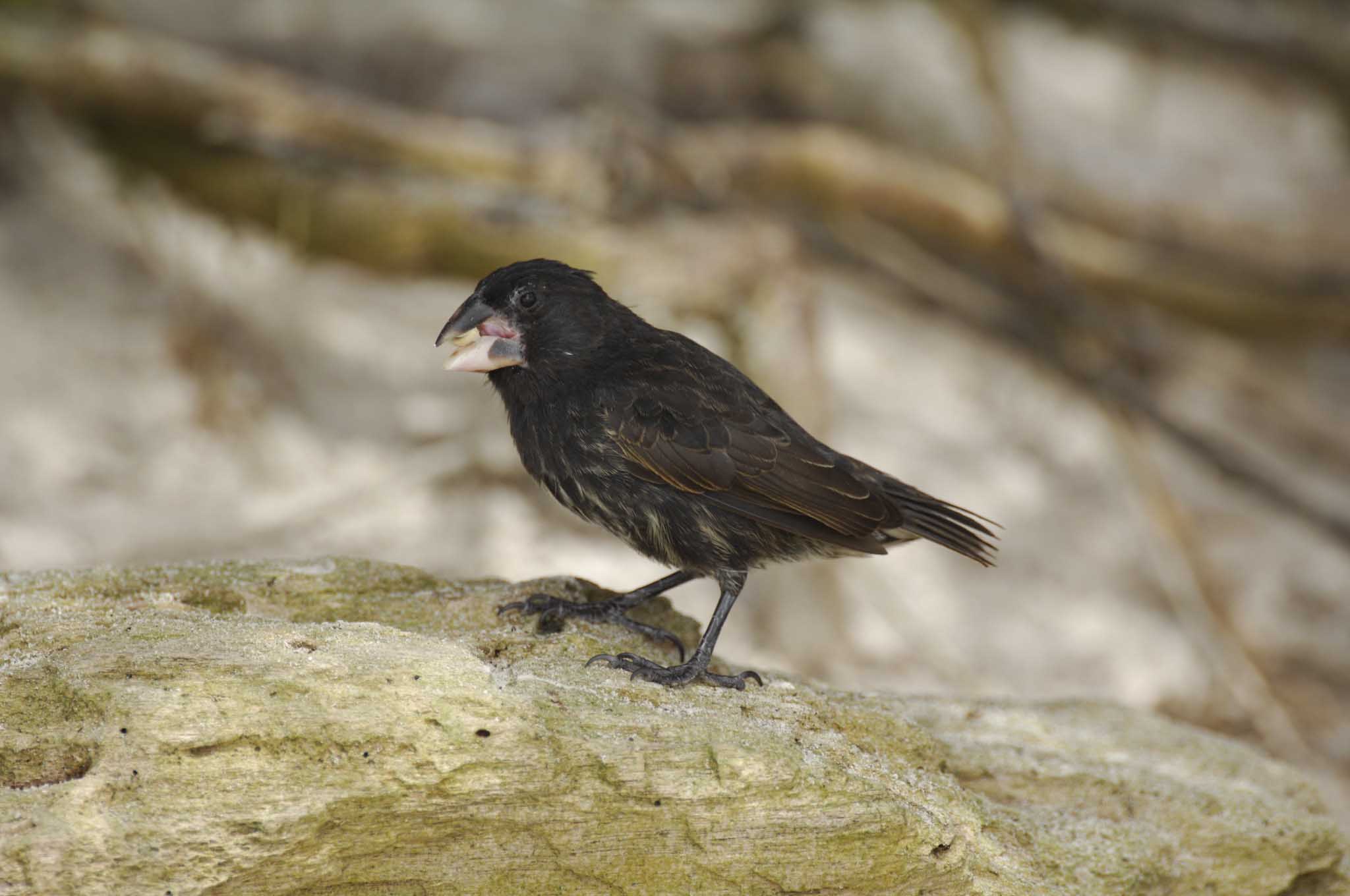 Galapagos finch