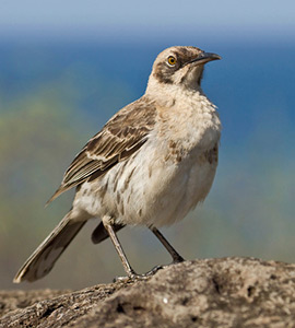 Galapagos bidr