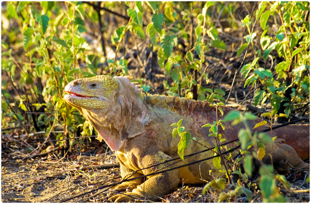 Land Iguana