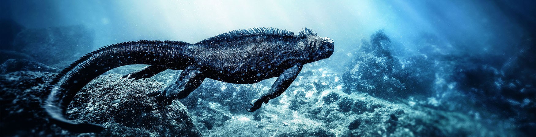 About Galapagos Galapagos Fauna - What You Can Expect To See Above and Underwater