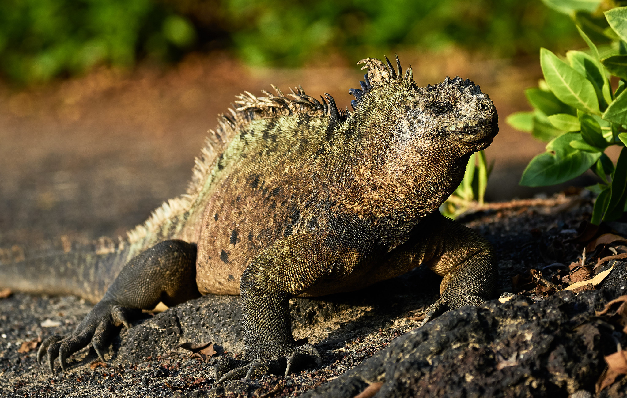 Galapagos sea iguana