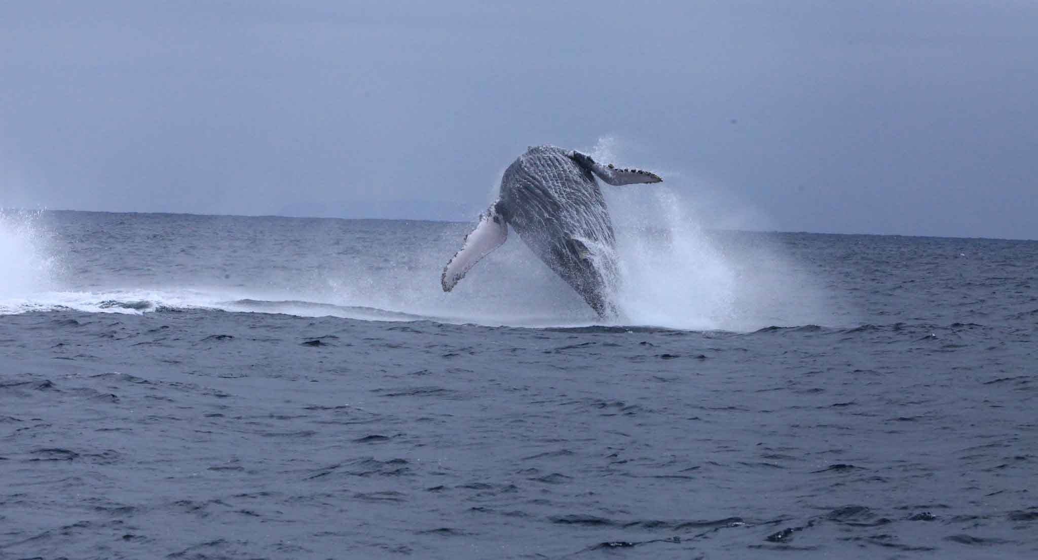 Whalewatching