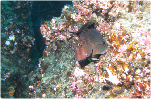 Galapagos blenny