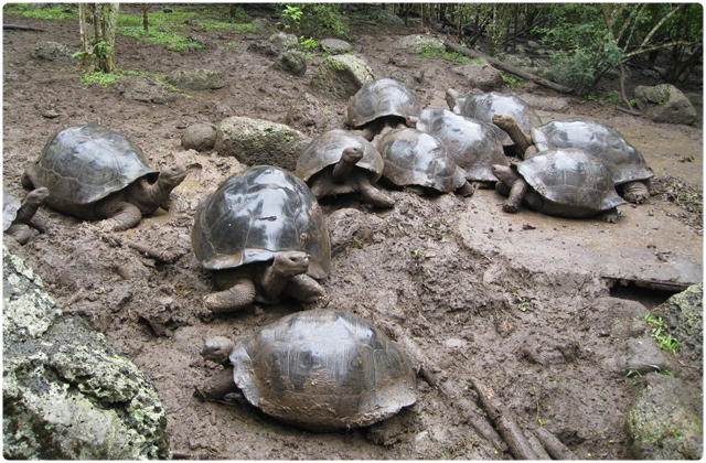 Floreana Galapagos Tortoise