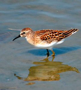 Sandpipers