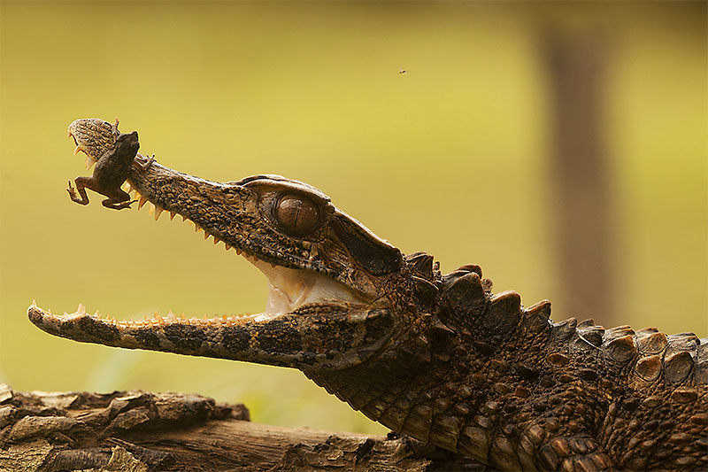 Yasuni National Park