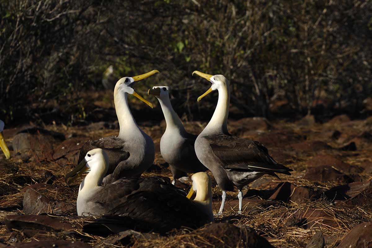 Galapagos albatros