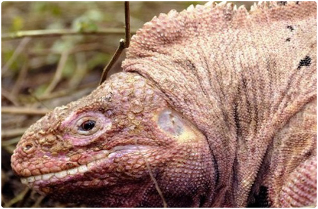 Pink land iguana