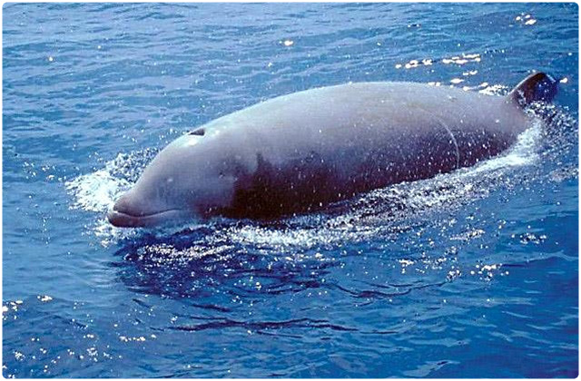 Cuvier´s beaked whale