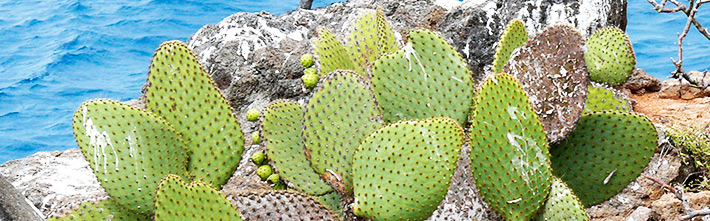 Prickly Pair Kaktus (Opuntia Cactaceae)