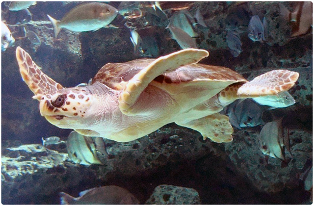 Loggerhead Sea Turtle