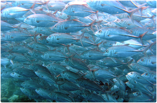 Blue Trevally