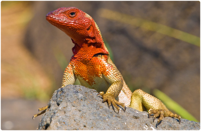 Lava lizard albermarlensis