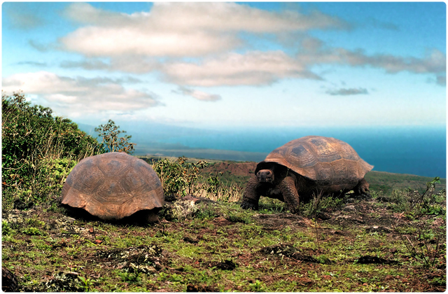 Alcedo Galapagos Tortoise