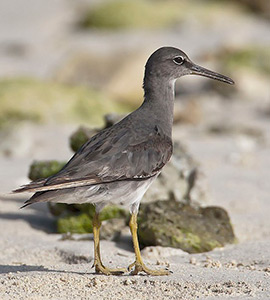 Wandering tattlers