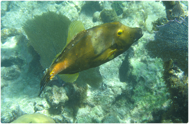 Filefish